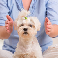 Mascota recibiendo bioterapia